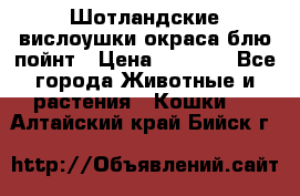 Шотландские вислоушки окраса блю пойнт › Цена ­ 4 000 - Все города Животные и растения » Кошки   . Алтайский край,Бийск г.